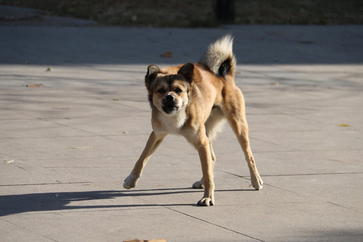 冲我狂吠的乐乐