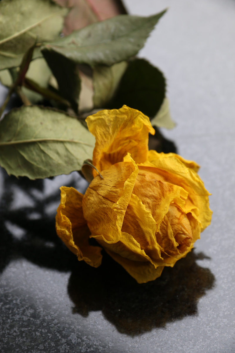 有情出镜:黄色月季 br />  br /> 花语:道歉 br />  br /> 园丁今天来