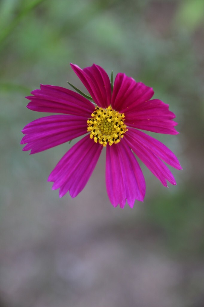 波斯菊，又名格桑花。