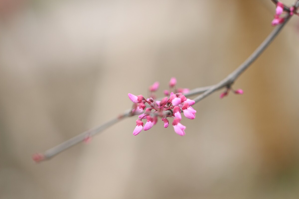 上海植物园的紫荆树，别名裸枝树、紫珠，拉丁文名Cercis chinensis.豆科 ，紫荆属。此紫荆树非香港区花洋紫荆。原创，拒绝后期制作。