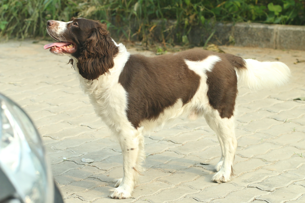花花是只史宾格