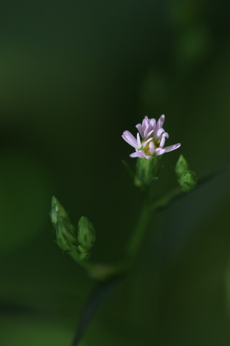 还没查到这小小的菊科植物的真名实姓，忘大神们赐教，原创，拒绝后期制作。