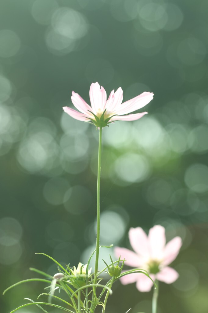 宛如梦中<br />
你如约而来<br />
轻轻浅浅的笑<br />
激荡了我的心海<br />
<br />
<br />
友情出镜：格桑花<br />
原创，拒绝后期制作。<br />
