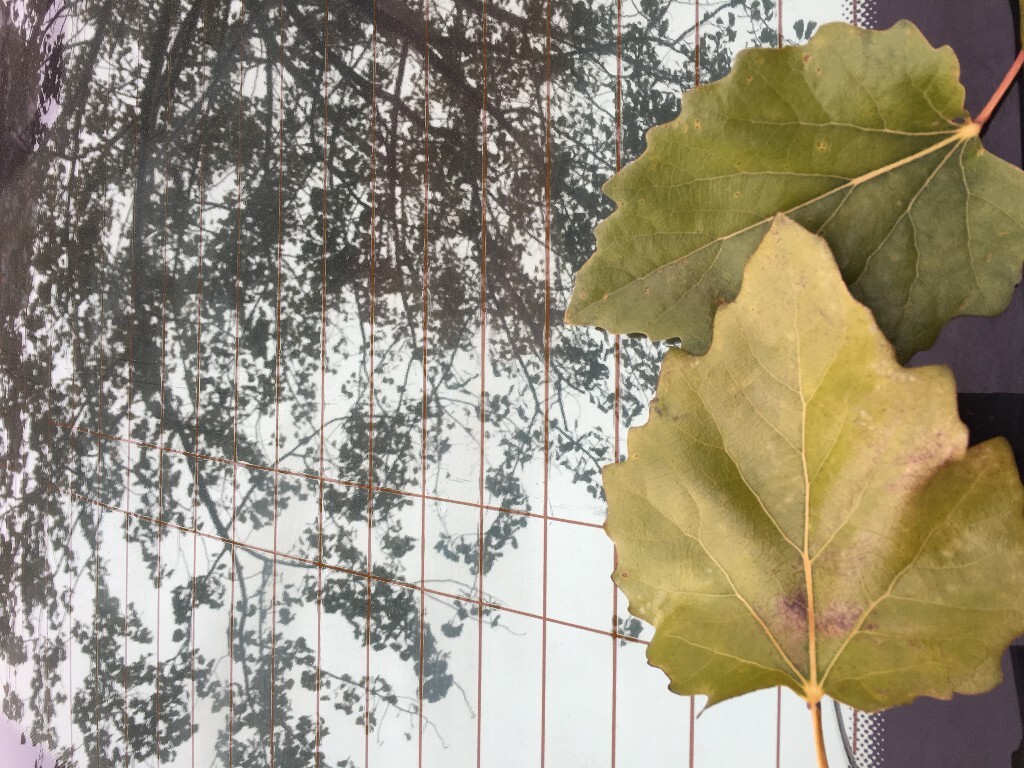 原创，拒绝后期制作。