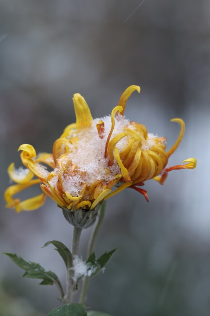 朔风吹雪漫天舞，<br />
严冬送寒冰刺骨，<br />
有君相伴何所惧，<br />
静待春风化雨露。<br />
<br />
原创，拒绝后期制作。<br />

