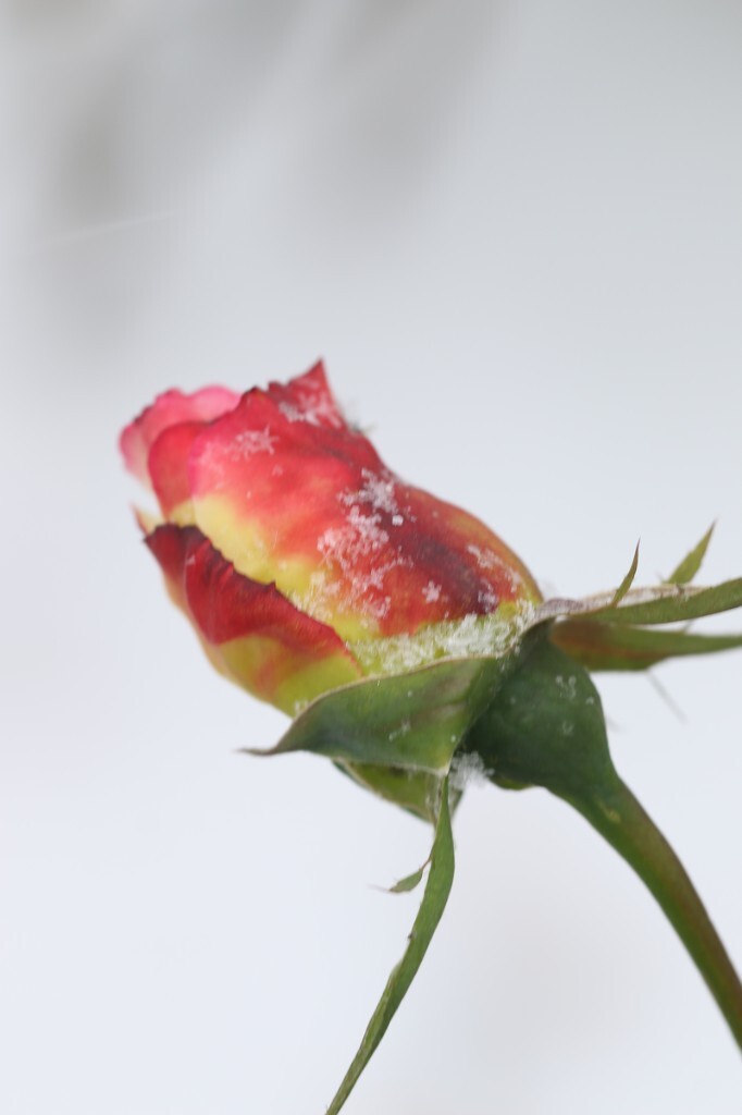 白色背景是地上厚厚的雪,花朵上不断地有雪花落上来,又被横吹的风摇掉,花朵在风中摇摆的幅度来回足有15厘米,频率与风同步。号称恐龙婆婆的蝴蝶姐定是真的老了,蹲在风雪中许久,眼神跟着花骨朵摆来摆去,终于,只见她一只膝盖抵在积雪的地上,深吸了一口气,屏住了呼吸,等花儿稍事停顿的刹那,只听“咔嚓"一声响,不过此刻可不是武侠小说里的情节手起刀落什么的,那声“咔嚓”只不过是蝴蝶姐手里冻的有点发皱吧的相机快门,肉吞吞的发出来的声音,也许不能怪相机怕冷,而是蝴蝶姐在灰蒙蒙的大雪天却调低了ISO,这不简直是不服老么,不知道自己手会抖?唉,拍的糊成这样还敢发上来,也真是无语了。原创,拒绝后期制作。