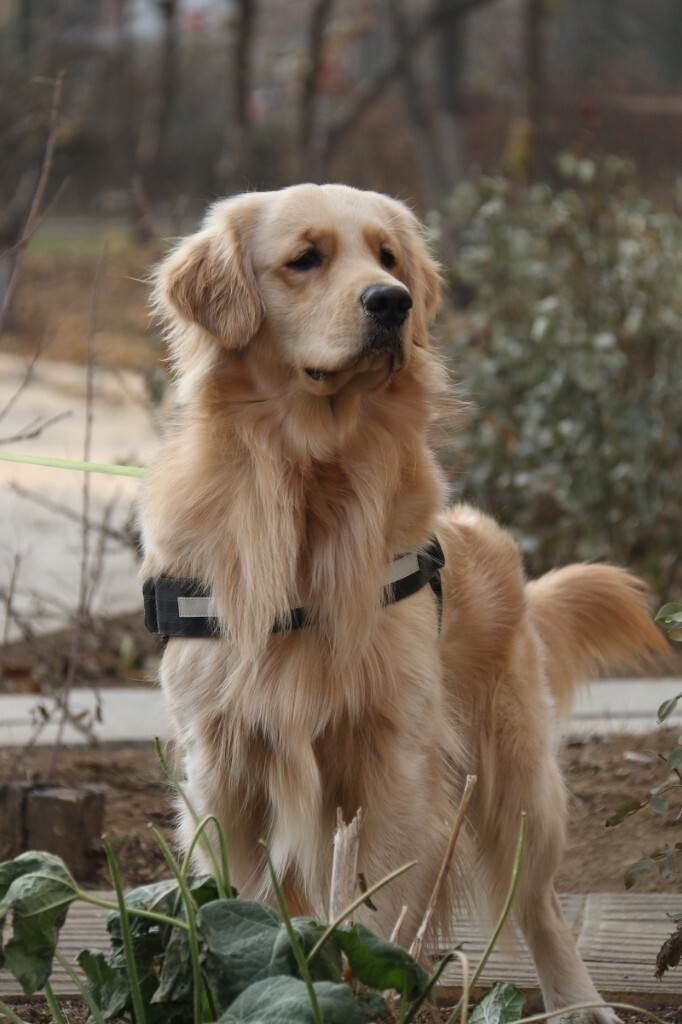 友情出镜：妈妈邻居家的一只金毛猎犬。这真的是它远远的瞄见一只小京巴时的表情，呵呵，主人拽都不肯动弹。原创，拒绝后期制作。