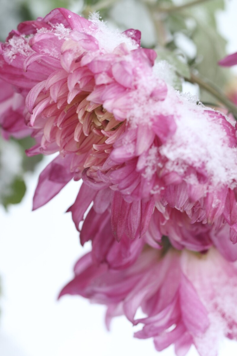 雪菊的图片看一下啊图片