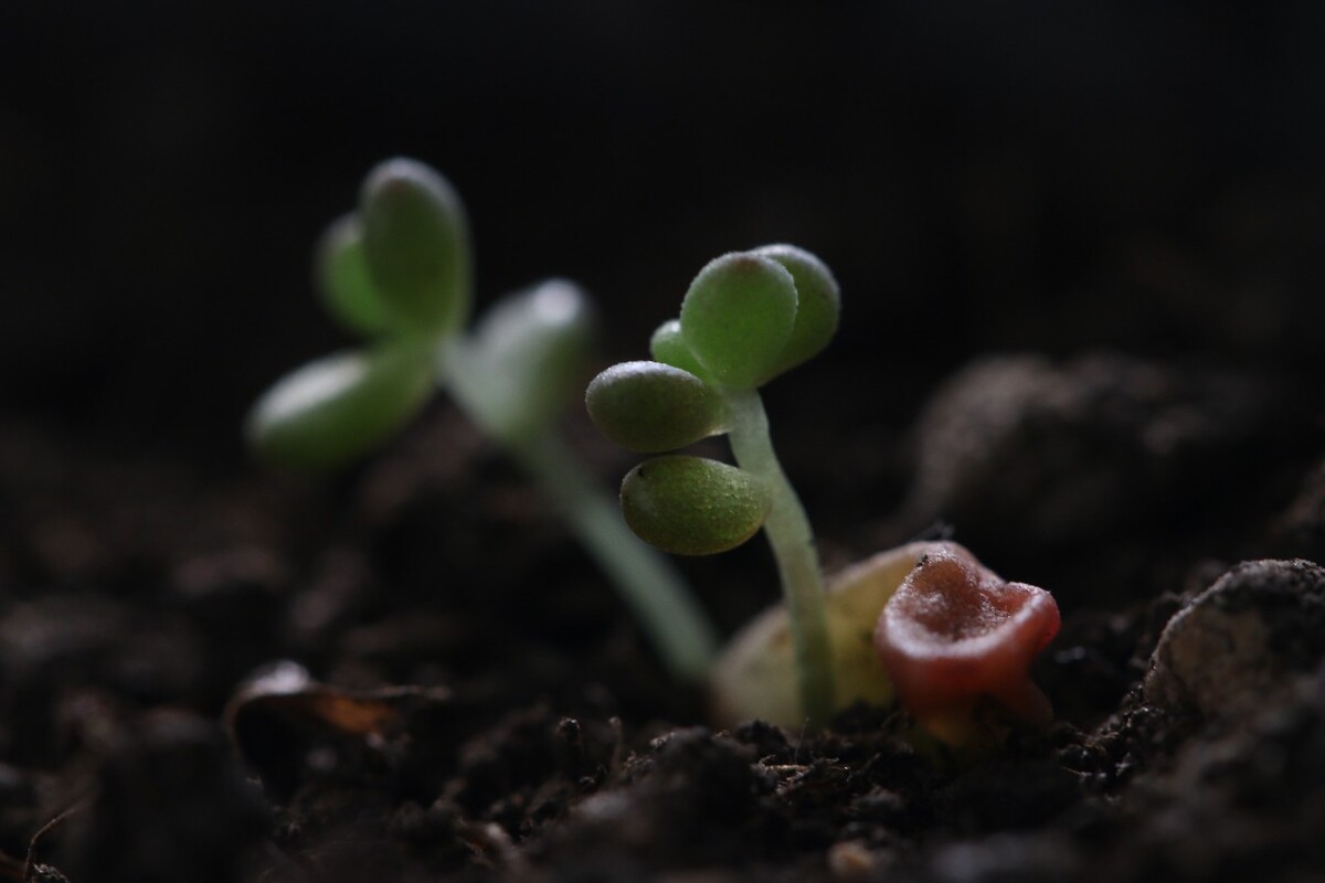 7月的盛夏，本不是多肉扦插的适宜季节，但看着掉落的两小片叶子，不忍心就这么扔掉，试着放到铁皮罐头做的花盆里期待它能发生奇迹，半年过去了，终于新的生命从那片小小的叶子上冒了出来。原创，拒绝后期制作。