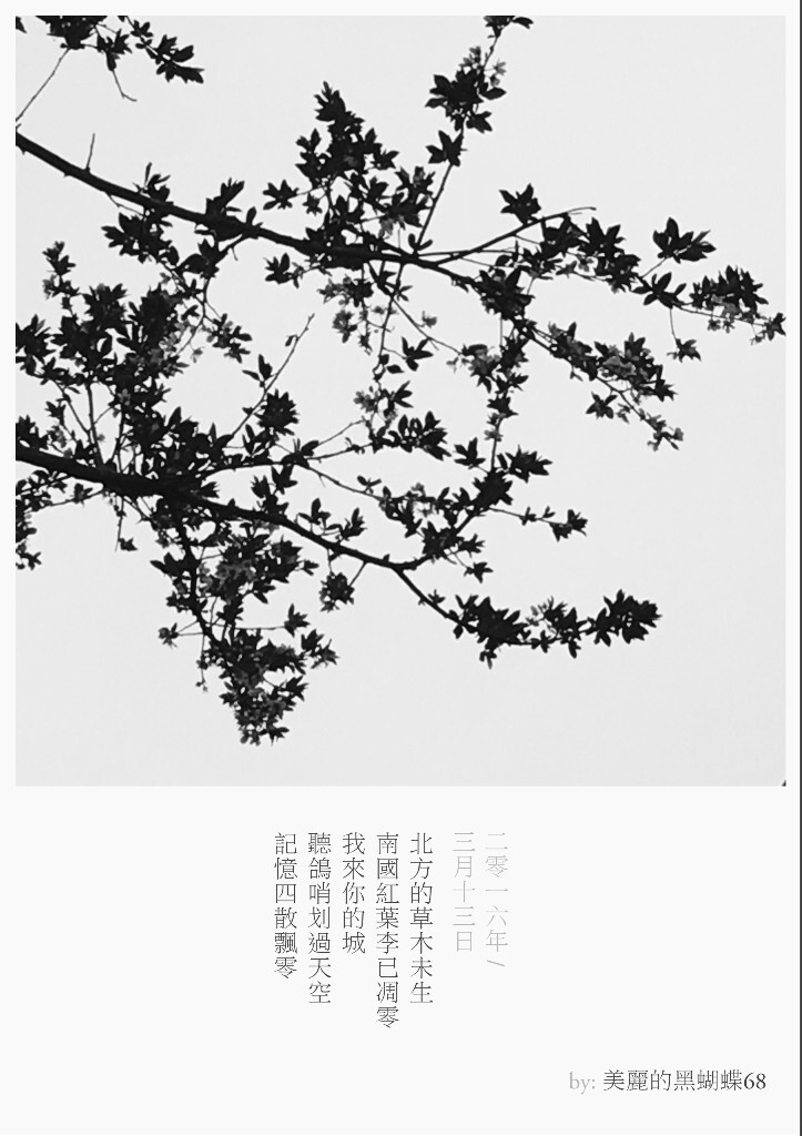 北方的草木未生<br />
南國紅葉李已凋零<br />
我來你的城<br />
聽鴿哨劃過天空<br />
記憶四散飄零