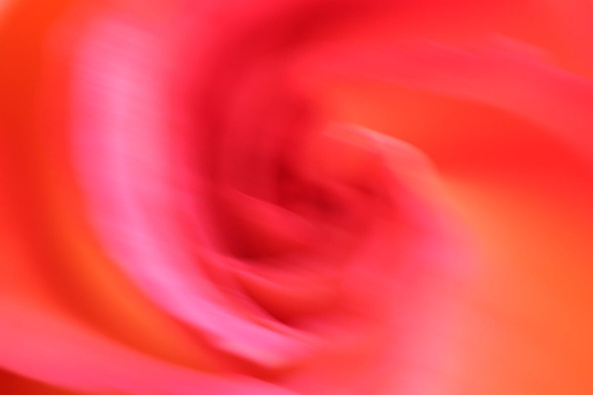 友情出镜：一朵风中摇曳的月季。<br />
（原创，拒绝后期制作）