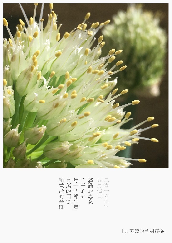 我们也许只见过作为食材的它们，但它们曾开出的花朵竟如此惊艳了我们，依次分别是：1.香菜，2.大葱，3.萝卜，4.圣女果，5.青椒，6.白菜，7.黄瓜，8.生菜，9.土豆。图文原创，图为手机彩色直出至留白APP模板。