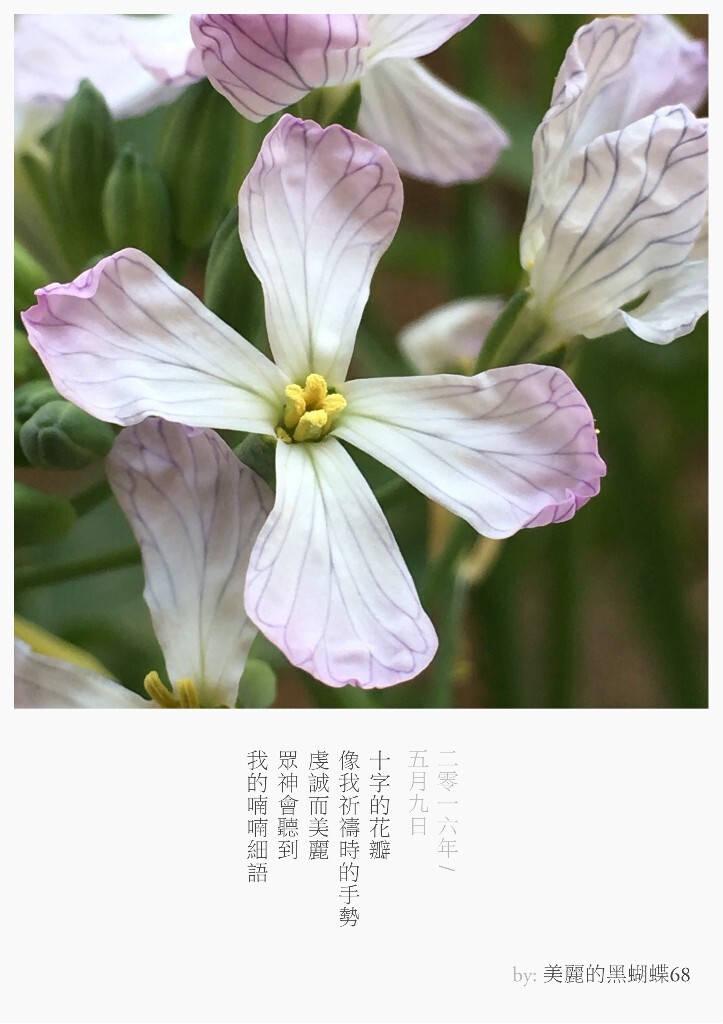 我们也许只见过作为食材的它们，但它们曾开出的花朵竟如此惊艳了我们，依次分别是：1.香菜，2.大葱，3.萝卜，4.圣女果，5.青椒，6.白菜，7.黄瓜，8.生菜，9.土豆。图文原创，图为手机彩色直出至留白APP模板。
