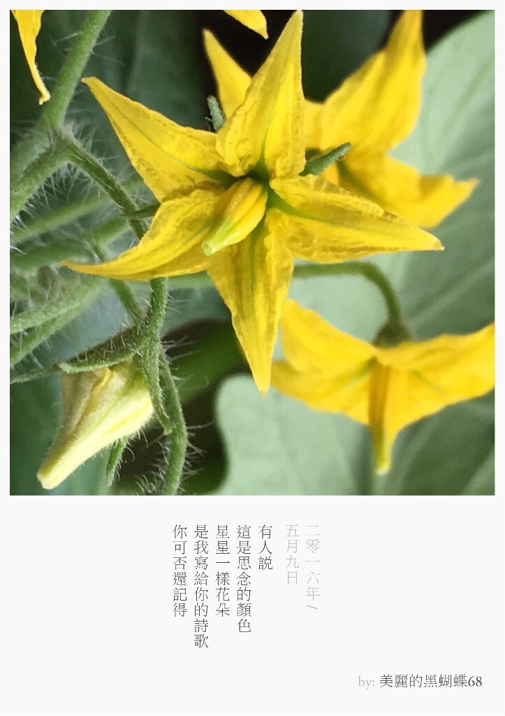 我们也许只见过作为食材的它们，但它们曾开出的花朵竟如此惊艳了我们，依次分别是：1.香菜，2.大葱，3.萝卜，4.圣女果，5.青椒，6.白菜，7.黄瓜，8.生菜，9.土豆。图文原创，图为手机彩色直出至留白APP模板。