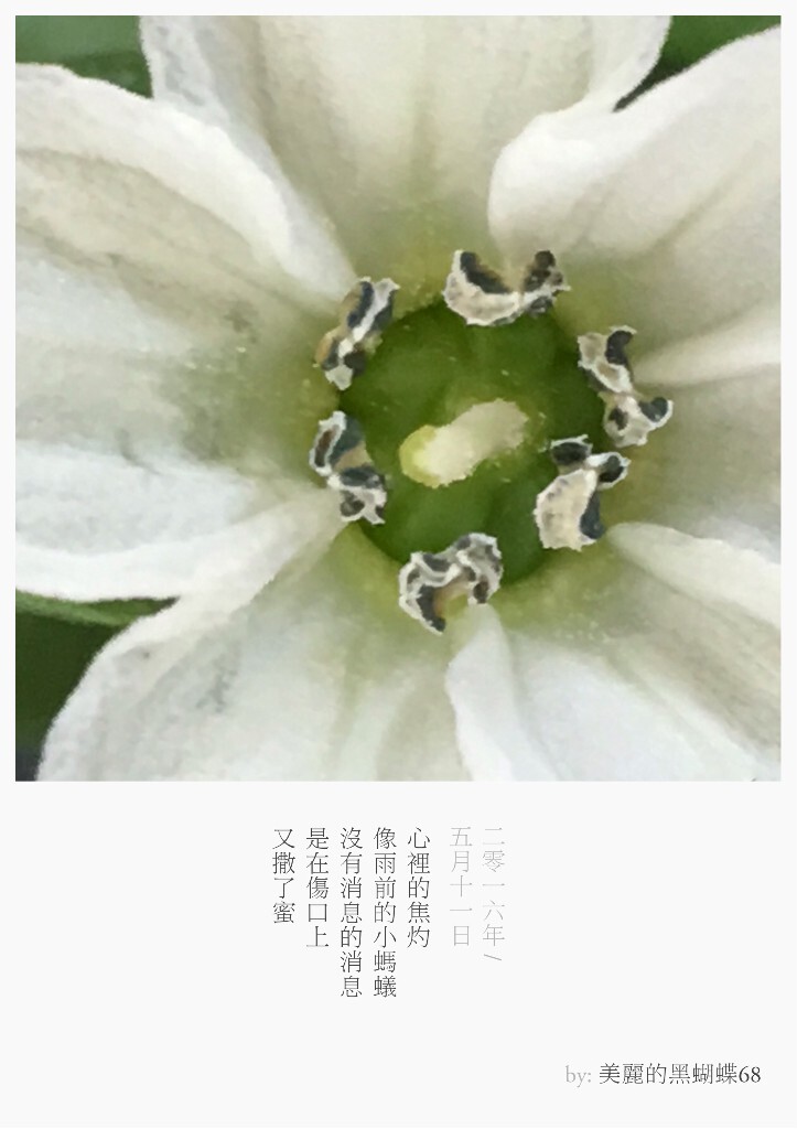 我们也许只见过作为食材的它们，但它们曾开出的花朵竟如此惊艳了我们，依次分别是：1.香菜，2.大葱，3.萝卜，4.圣女果，5.青椒，6.白菜，7.黄瓜，8.生菜，9.土豆。图文原创，图为手机彩色直出至留白APP模板。