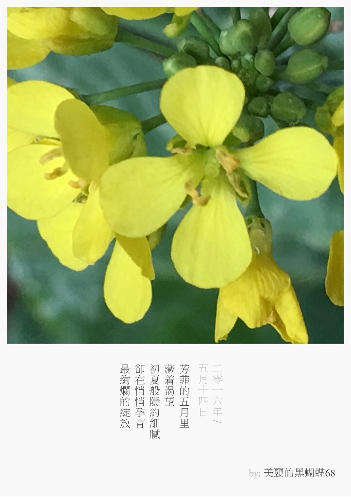 我们也许只见过作为食材的它们，但它们曾开出的花朵竟如此惊艳了我们，依次分别是：1.香菜，2.大葱，3.萝卜，4.圣女果，5.青椒，6.白菜，7.黄瓜，8.生菜，9.土豆。图文原创，图为手机彩色直出至留白APP模板。