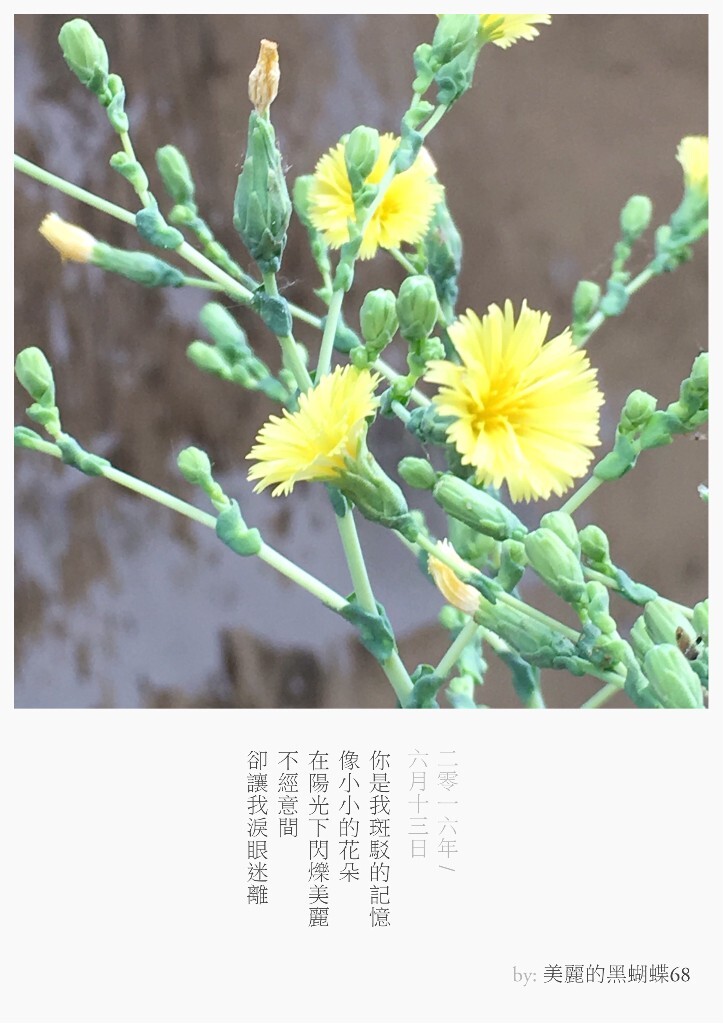 我们也许只见过作为食材的它们，但它们曾开出的花朵竟如此惊艳了我们，依次分别是：1.香菜，2.大葱，3.萝卜，4.圣女果，5.青椒，6.白菜，7.黄瓜，8.生菜，9.土豆。图文原创，图为手机彩色直出至留白APP模板。