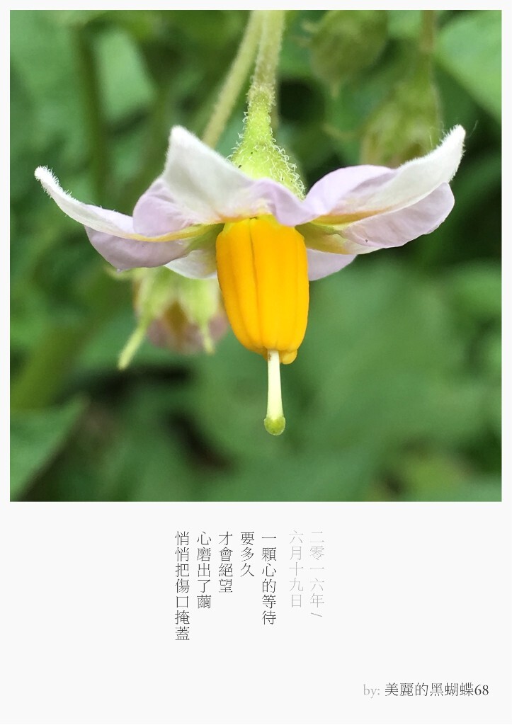 我们也许只见过作为食材的它们，但它们曾开出的花朵竟如此惊艳了我们，依次分别是：1.香菜，2.大葱，3.萝卜，4.圣女果，5.青椒，6.白菜，7.黄瓜，8.生菜，9.土豆。图文原创，图为手机彩色直出至留白APP模板。