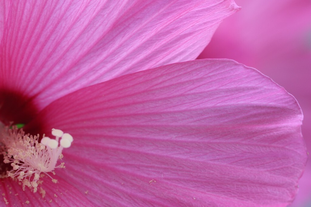 木芙蓉