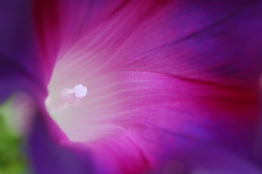 牵牛花