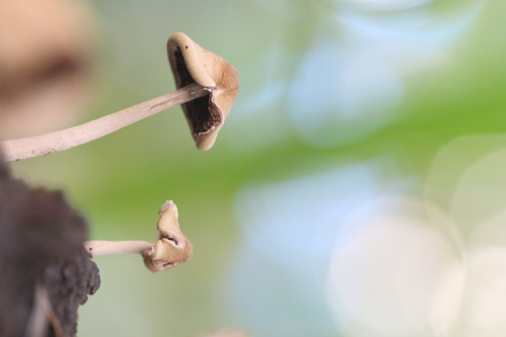 朋友说要有光影，但这就是自然状态，自然光线下躲在阴凉里的小蘑菇，它就在哪里。原创，拒绝后期制作。
