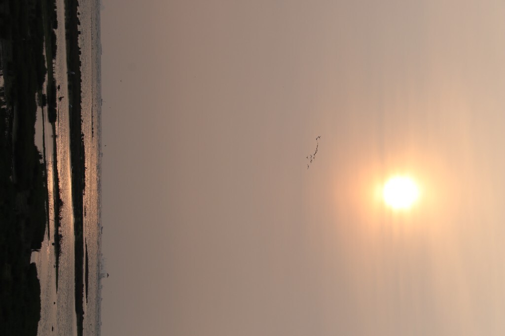 被国际湿地保护组织命名的“北戴河湿地”是沿海滩涂湿地,它是我国最大的城市湿地,面积达50多万亩,森林6600多公顷。这块湿地是候鸟迁徙重要通道和国际四大观鸟胜地之一,区位优势重要,湿地类型多样,有森林、海滩、泻湖、河道等。在这里,已发现鸟类412种,占我国总鸟类的三分之一,属国家重点保护动物有近70种。为此,每年都吸引大量的国内外鸟类科研工作者和鸟类爱好者,前来进行学术研究和观鸟活动。(转自百度百科)<br />
现在正是北戴河湿地的观鸟季,迁徙的候鸟已经陆续到来。原创,拒绝后期制作。