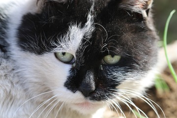 楼下那只流浪猫