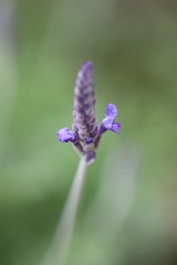 薰衣草
