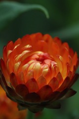 闪闪的蜡菊