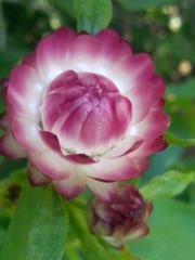 柔美的粉色蜡菊