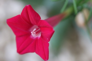 茑萝