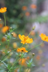 雨后--硫华菊
