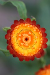 大自然的图案--蜡菊（三）