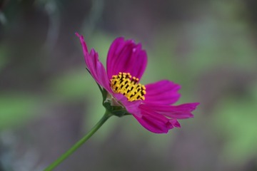 美丽格桑花（四）