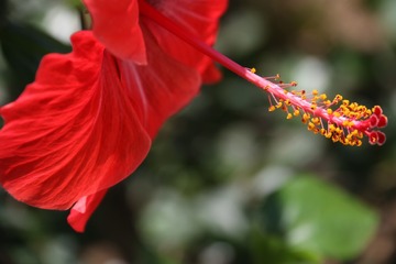 扶桑花