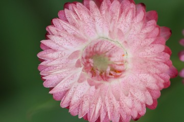 大自然的图案--蜡菊（四）