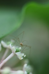 小眼睛