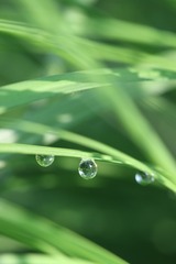太阳的眼泪