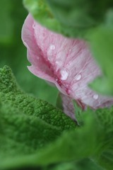 花溅泪
