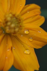 花溅泪（二）