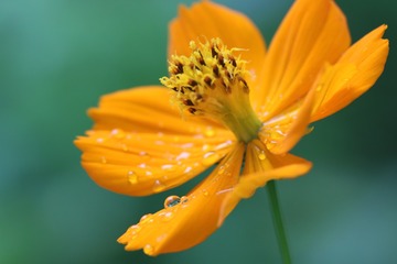 花溅泪（三）
