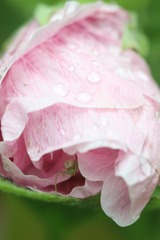 避个雨先