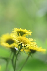 立秋