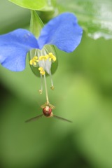 定点着陆