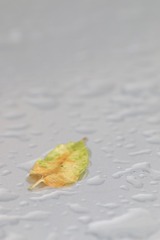 一片落叶