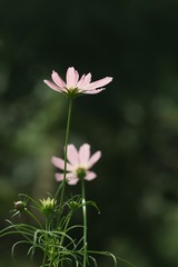 我们俩（九）