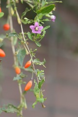 枸杞的花与果