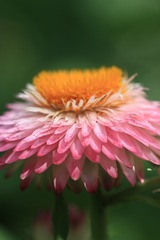 蜡菊的渐变