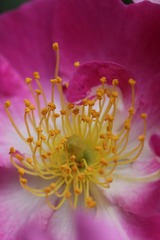 蔷薇花蕊