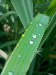 今日白露
